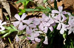 Sticky catchfly